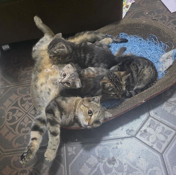 Отдам шотландских котят