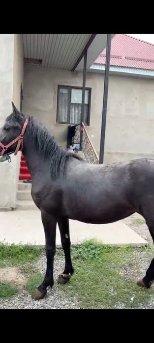 Жылқы, ұрғашы байтал