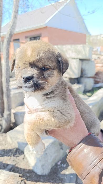 Щенок девочка срочно ищет дом