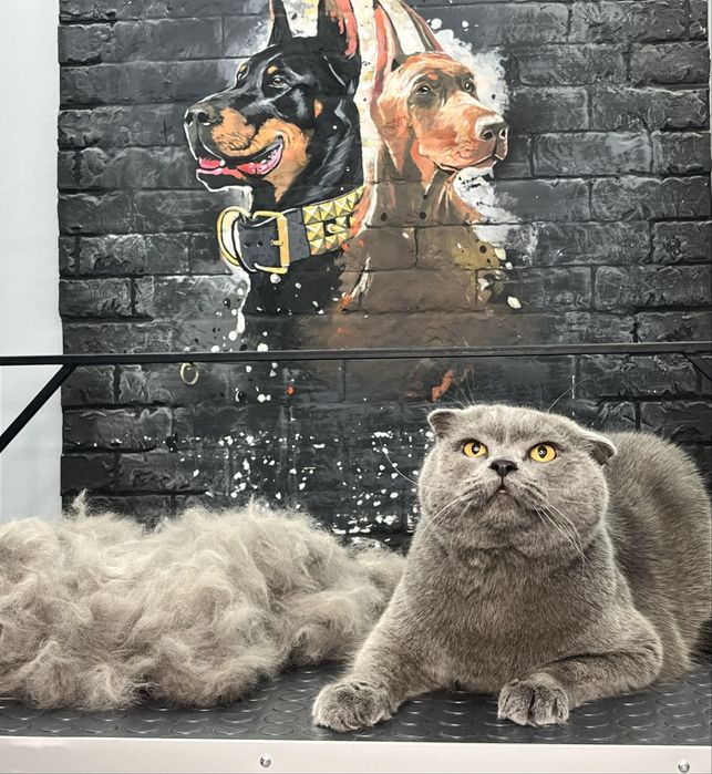 Стрижка и выческа кошек. Салон «ALIS GROOM» ориентир Мега Планет