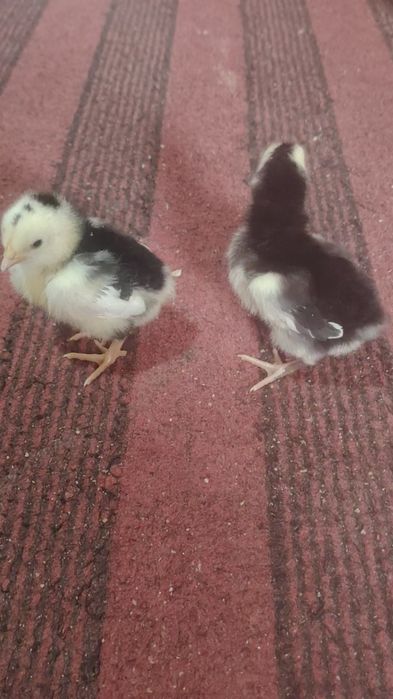 Суточные цыплята гиганты на апрель месяц