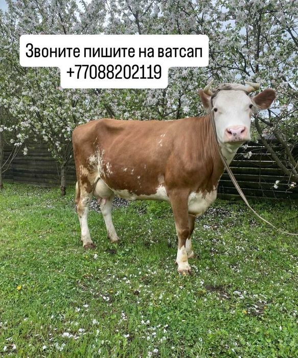 Хорошая послушная корова