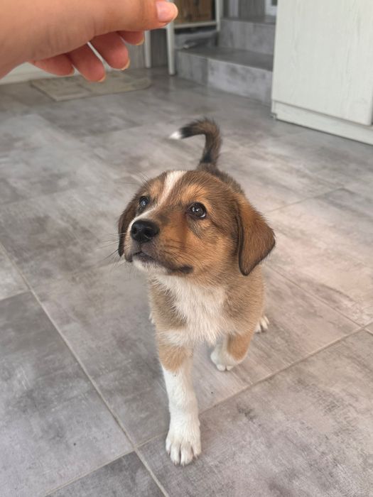 Cățeluși pentru adopție