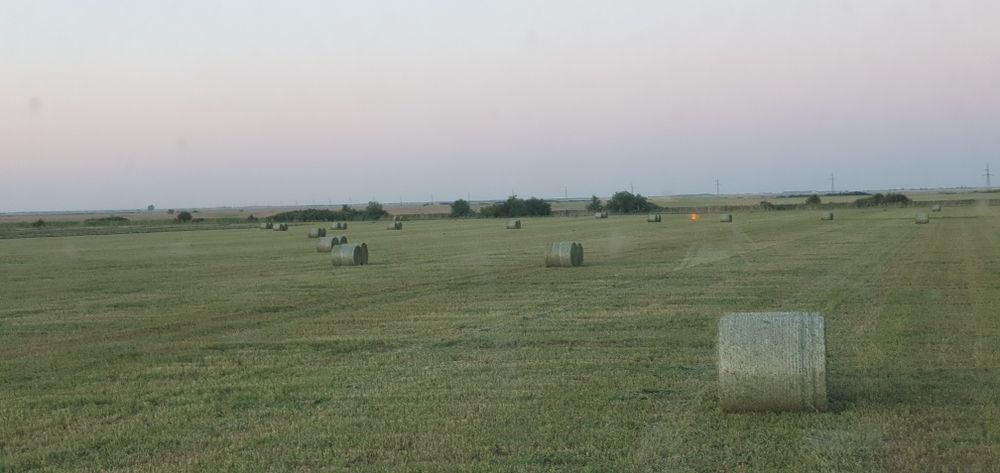 Fân lucernă , verde, cu frunză  1.200 RON/tonă ,  baloti rotunzi