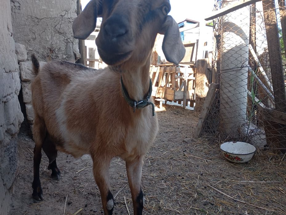 Альпи Ешкі сүтті