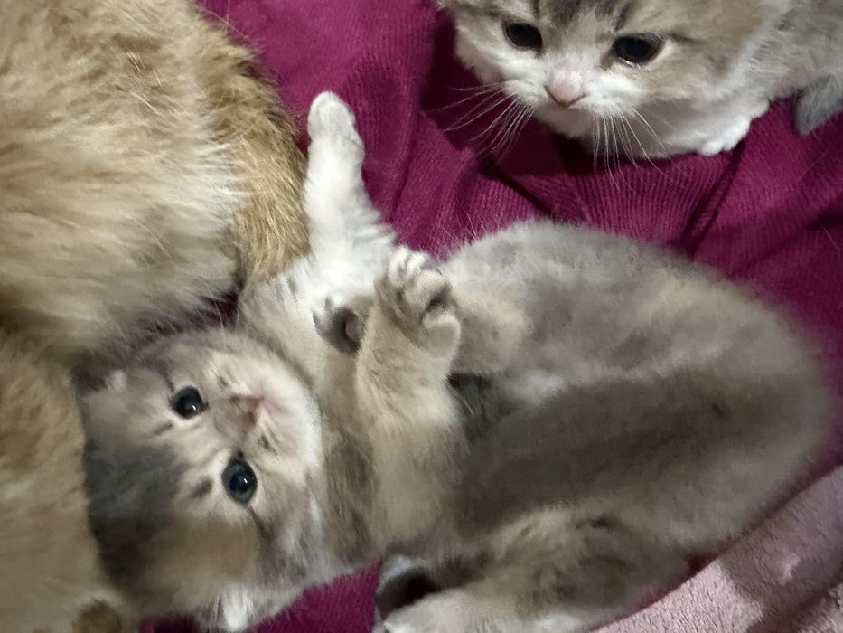 Британский веслоухи