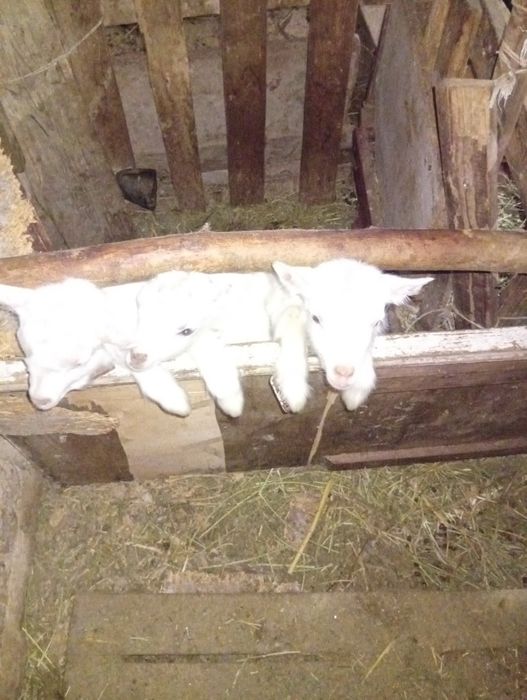 Сауын ешкы сатылады