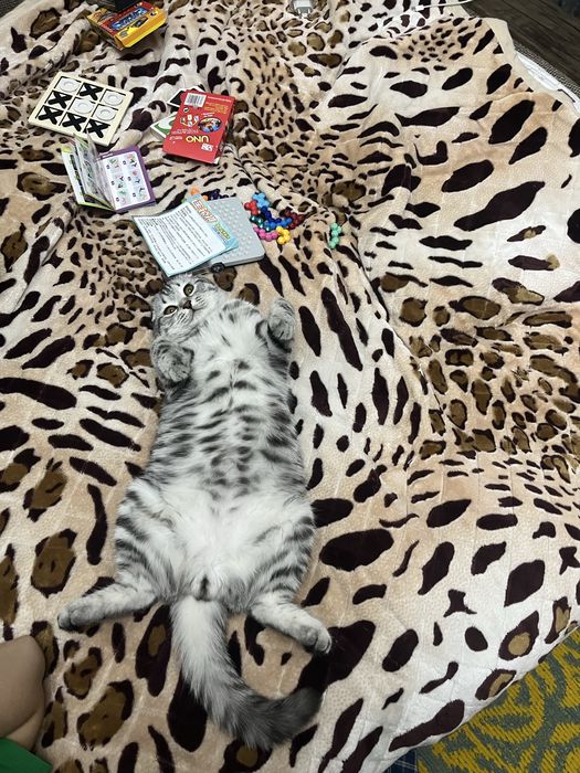 Вязка. Кот. Ищем красавицу для красавца!