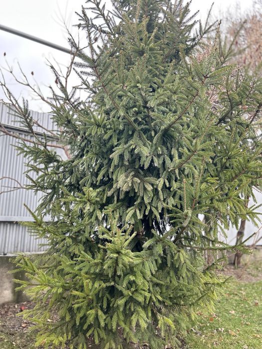 Ели зеленые для сада и благоустройства двора