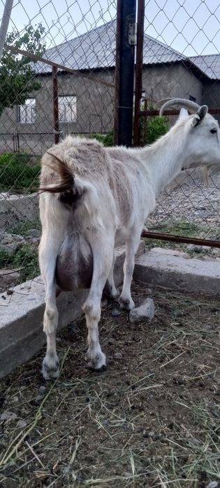 Орыс ешкі лағымен