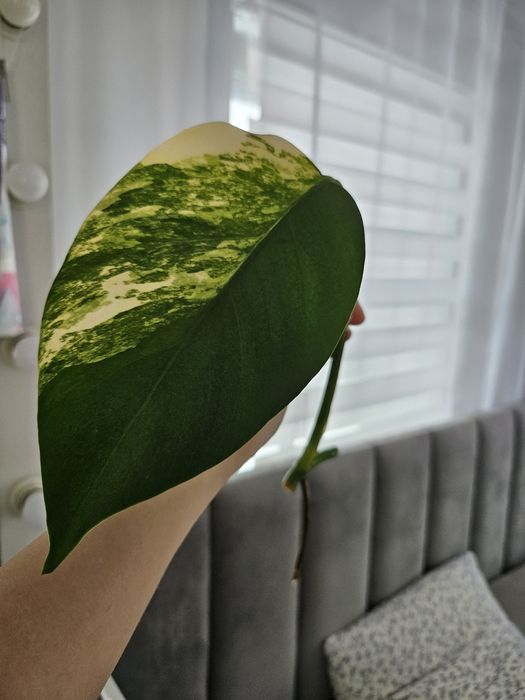 Продам черенки Monstera deliciosa 'Aurea