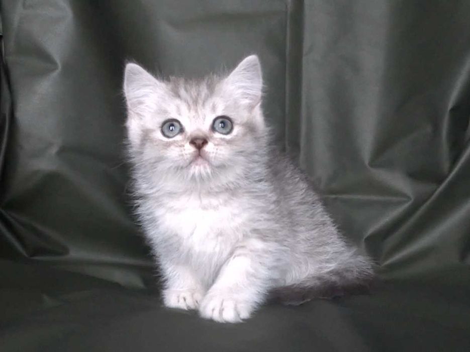 Шотландско и Британски късокосмести котенца