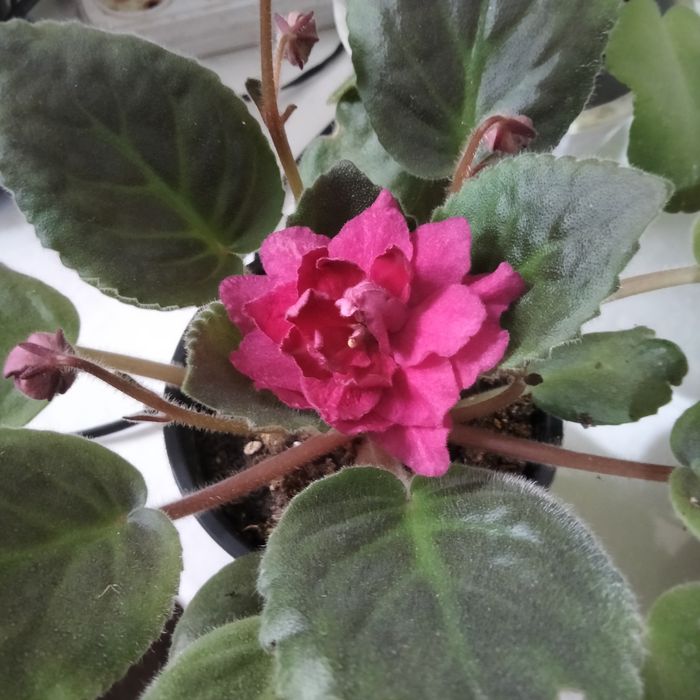 Комнатные растения одоптированые