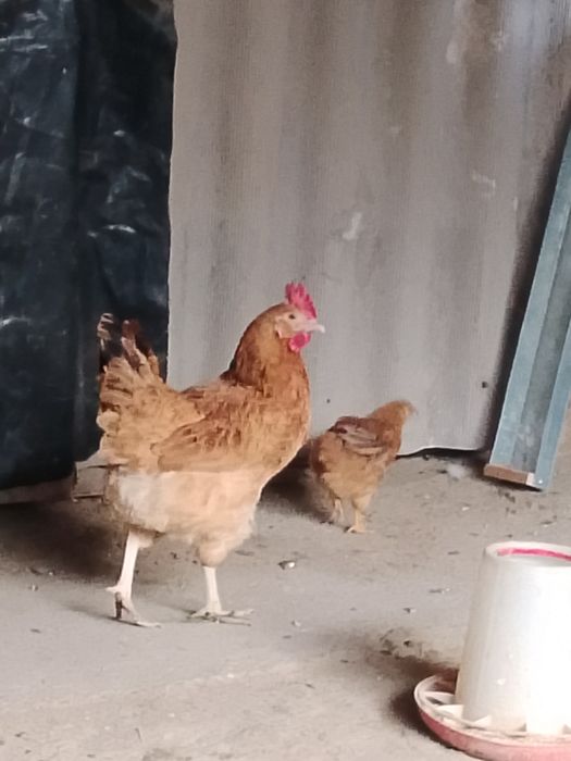 Кученские тауык сатылады