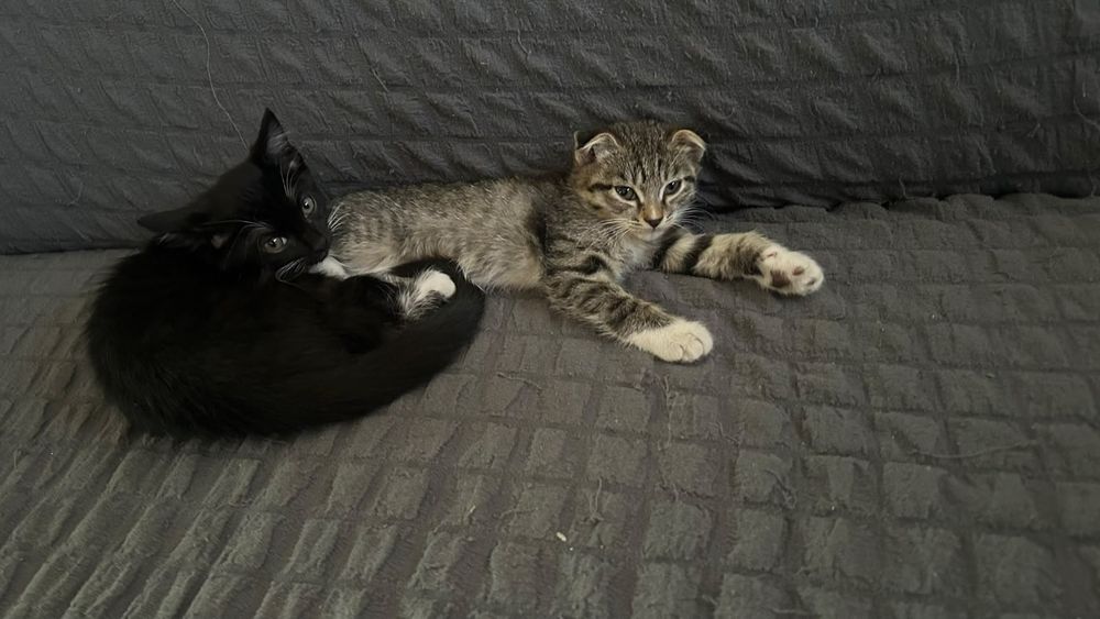Отдам котят в добрые руки