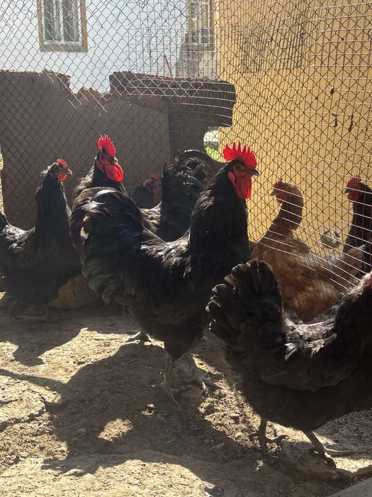 Инкубационные яйца австролорп