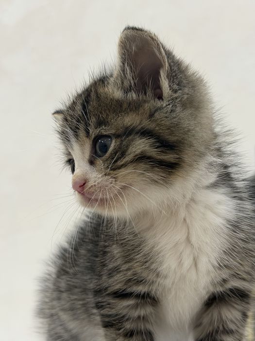 Отдам котёнка в добрые руки