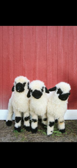 Miel Elvetian rasa Volais  Blackmose