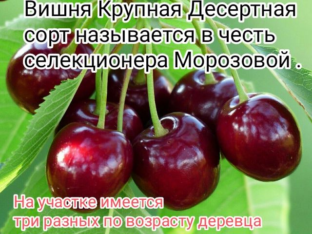 Дача недорого сад Здоровье