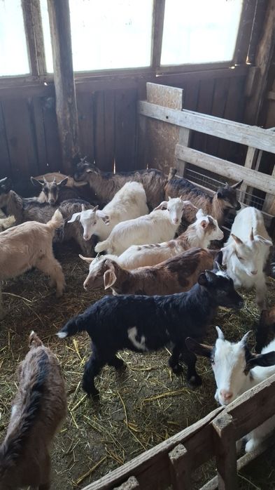 Disponibili iezi