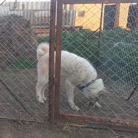 ЗСЛ ұрғашы сатылады