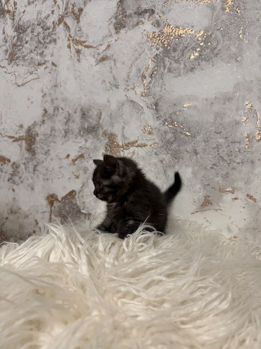 Продам шоколадную шотландку