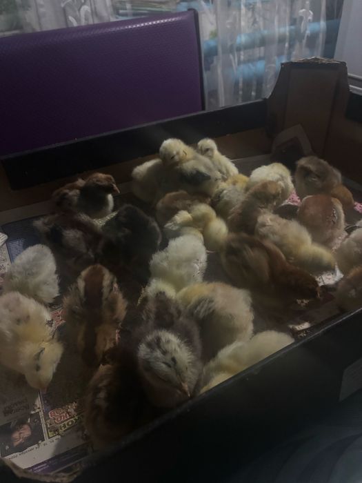 Продам домашних цыплят