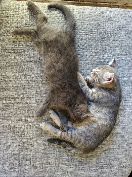 Котята отдам срочно!