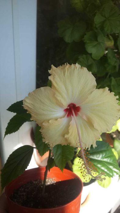 Гибискусы  разных цветов