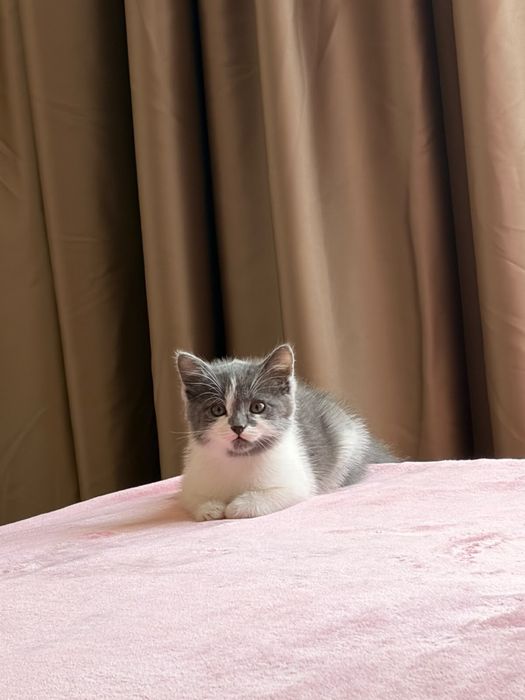 Продаю котенка  2 мец