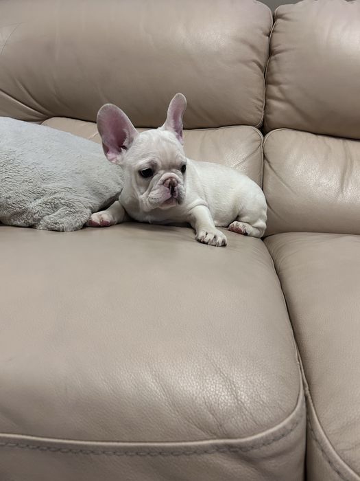 Шикарный мальчик ждёт девочек на вязку