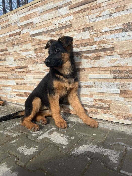 Продавам Немски Овчарки