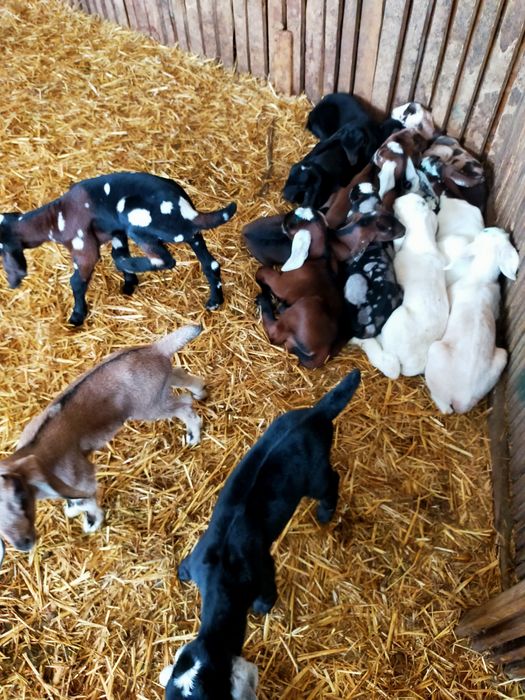 Iezi de vânzare, Anglo nubian