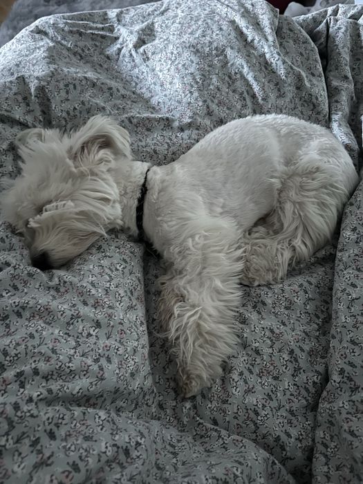 Мальтипу в хорошие добрые руки