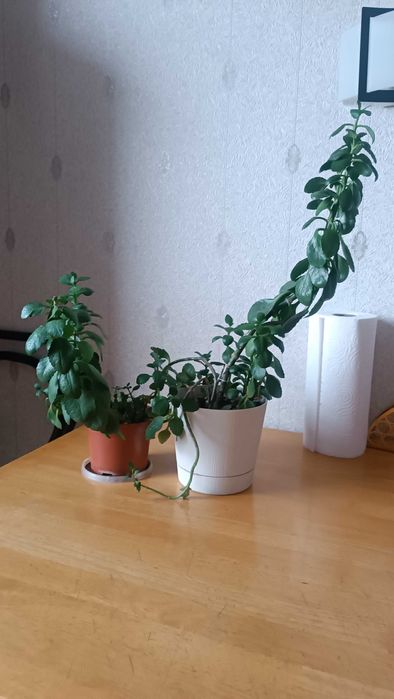 Продам цветы Коланхоэ