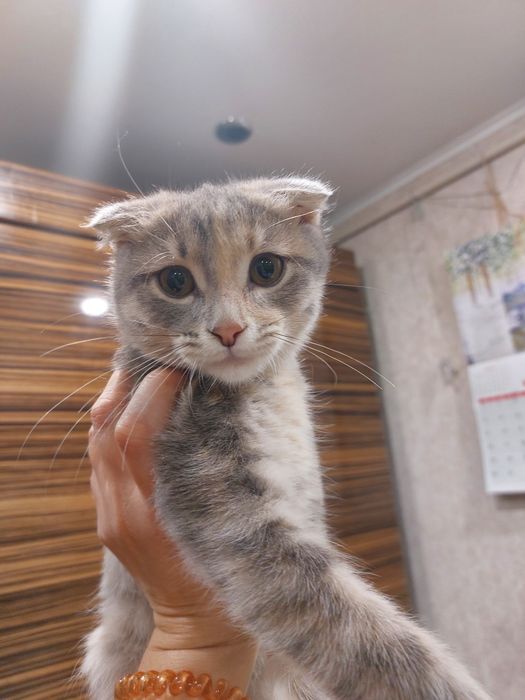 Отдам котенка в добрые руки