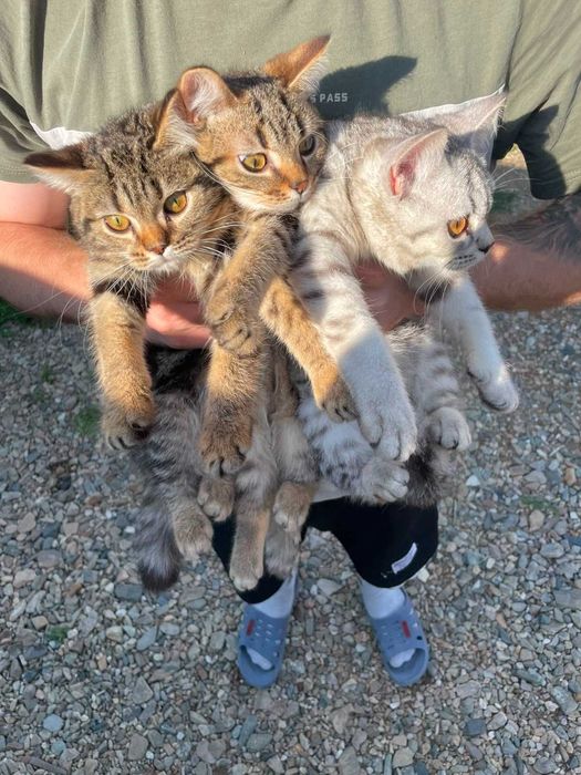 Продам Котят Британские