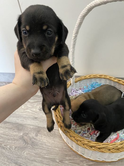 Продам щенков таксы