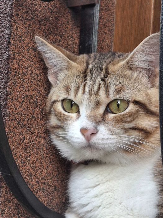 Пропал кот в наурызбайском районе