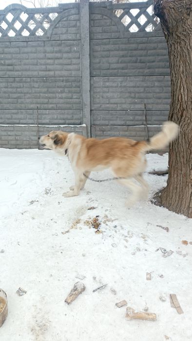 Қазақы төбет сатылады