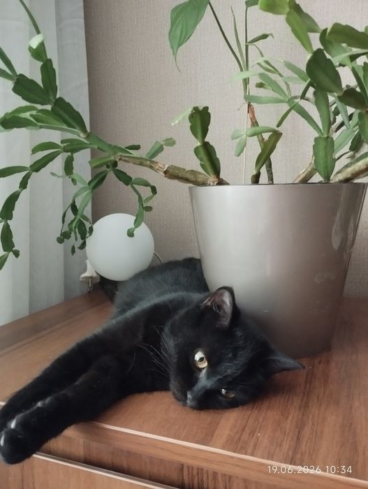 Котенок в добрые руки. Ищет добрых и заботливых  людей!