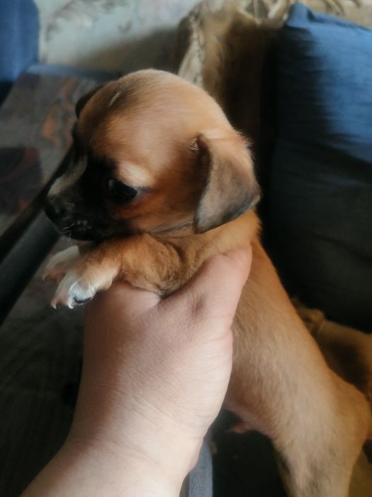 Щенок чихуахуа мальчик