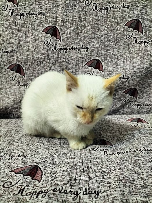 Котенок голубоглазый