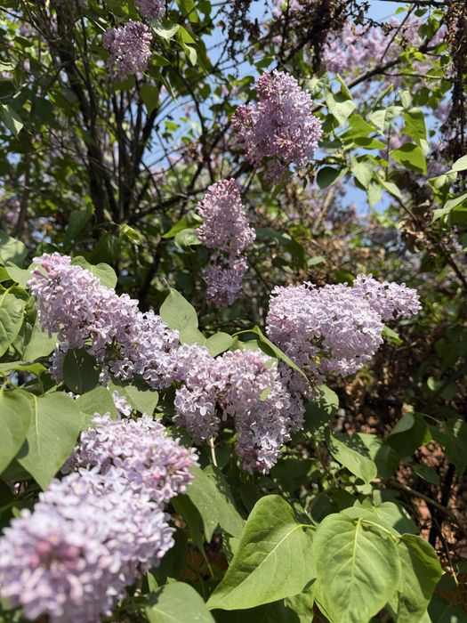 Букет сирени только от 10 тыс