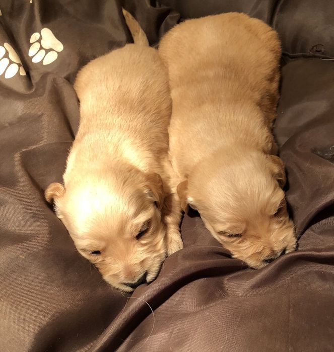 Чистокръвени  голдън ретривър женски и мъжки 
Мъжки и женски 
К