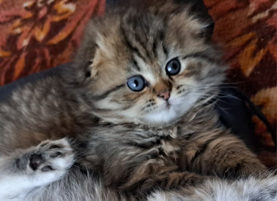 Шотландские котята