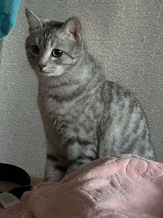 Отдам кота в добрые руки