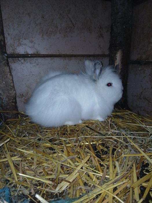 Vând/Schimb iepuri cap de leu