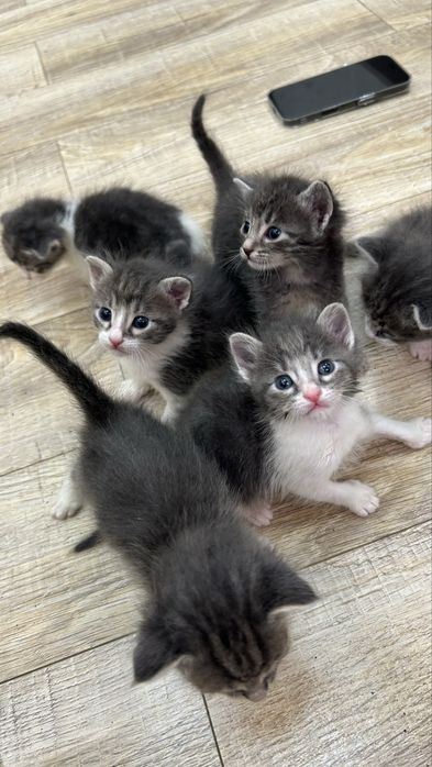 Котята ищут любящий дом