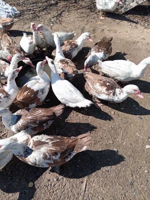 Продам молодых индоуток.